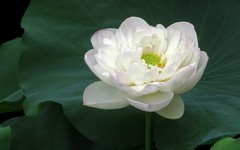 [26180] 江北绿地的白荷