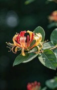 金银花