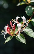 金银花
