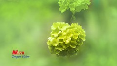 成都植物园（4）