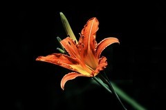 小区楼下的大花萱草