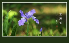 漂亮的鸢尾花