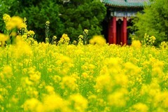 2026年第0401贴 -北海万佛楼油菜花（0611）