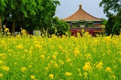 2026年第0401贴 -北海万佛楼油菜花（0611）