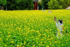 2026年第0402贴 -北海万佛楼油菜花（0611）
