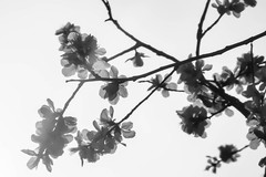 【镜头里】第1680号：朵朵花开迎春来（六）