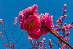 【镜头里】第1680号：朵朵花开迎春来（六）