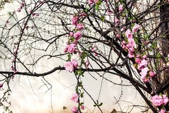 【镜头里】第1680号：朵朵花开迎春来（六）