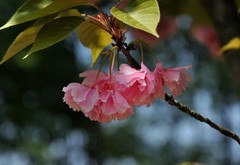 2026花卉植物赏析———樱花【14】