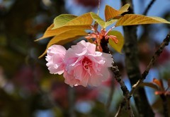 2026花卉植物赏析———樱花【14】