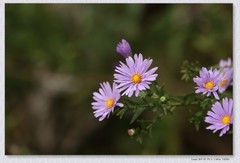 小菊花【丙午年-381】