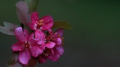 裕西公园海棠花开二度