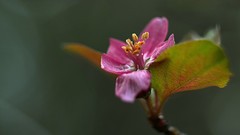 裕西公园海棠花开二度