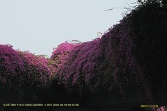 花城廣州之 高架橋（二）