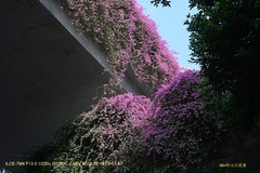 花城廣州之 高架橋（二）