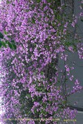 花城廣州之 高架橋（二）