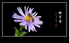 昂头傲霜菊，觅香蜂恋花