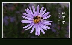昂头傲霜菊，觅香蜂恋花