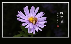 昂头傲霜菊，觅香蜂恋花