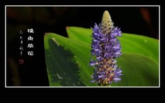 粉蝶恋上梭鱼草花