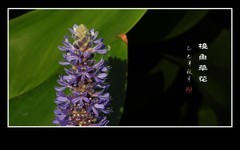 粉蝶恋上梭鱼草花