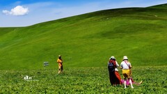 喀拉峻草原（4）