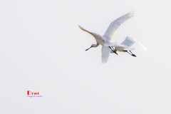 庄河鹭泊湖（79）