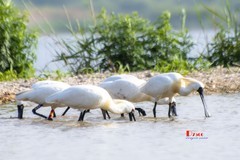 庄河鹭泊湖（79）