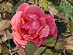 拍摄花卉一（952）