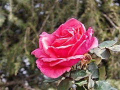 拍摄花卉一（952）