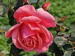 拍摄花卉一（952）