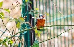 小翠鸟（二十七）