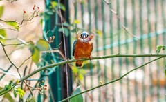 小翠鸟（二十七）