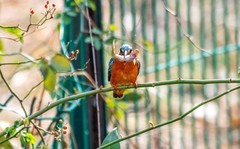 小翠鸟（二十七）