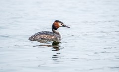 凤头僻鹈（四）