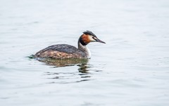 凤头僻鹈（四）