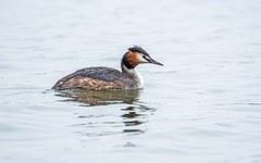 凤头僻鹈（四）