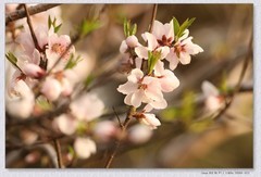 桃花开【丙午年-035】