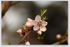 桃花开【丙午年-035】