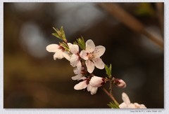 桃花开【丙午年-035】