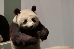 万林艺术博物馆动物标本（四）续完