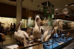 万林艺术博物馆动物标本（四）续完