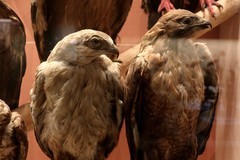 万林艺术博物馆动物标本（四）续完