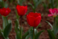 植物园拍郁金香 10