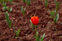 植物园拍郁金香 10