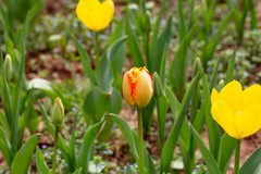 植物园拍郁金香 10