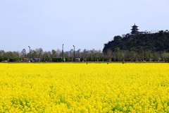 郭溪任桥村油菜花