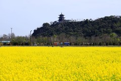 郭溪任桥村油菜花