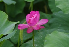 夏荷初开
