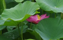 夏荷初开